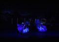 espectaculo-rey-reyes-danza-clasica-flamenco-revellin-006