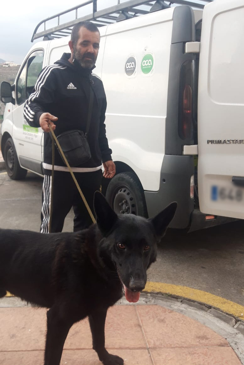 lobo-perro-recuperado-2