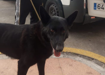 lobo-perro-recuperado