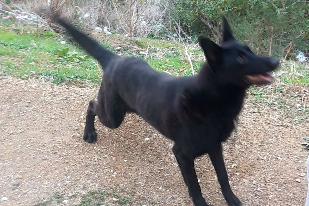 lobo-perro-robado-protectora