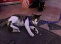 mascotas-photocall-camara-comercio-navidad-002