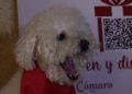 mascotas-photocall-camara-comercio-navidad-004
