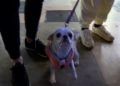 mascotas-photocall-camara-comercio-navidad-008