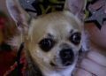 mascotas-photocall-camara-comercio-navidad-016