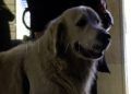 mascotas-photocall-camara-comercio-navidad-018