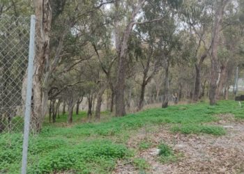 robo-valla-centro-scout