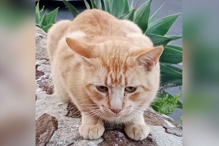 adopcion-gato-abandonado-ilias