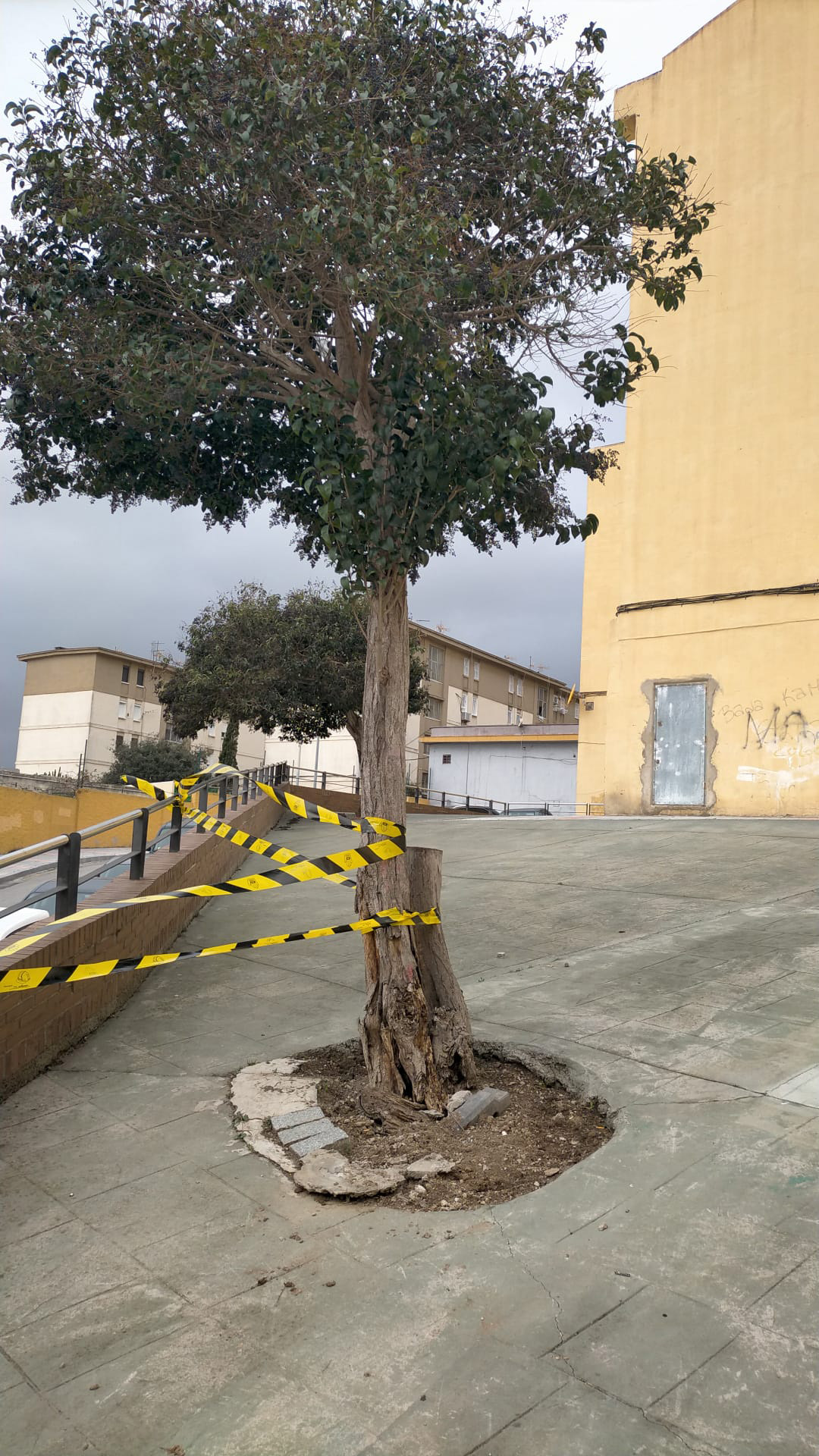 arbol