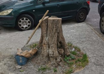 arboricidio-mixto-1