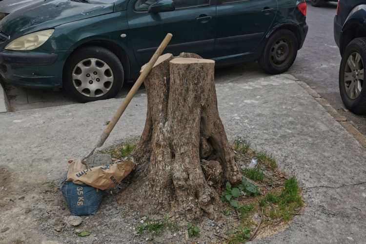 arboricidio-mixto-1