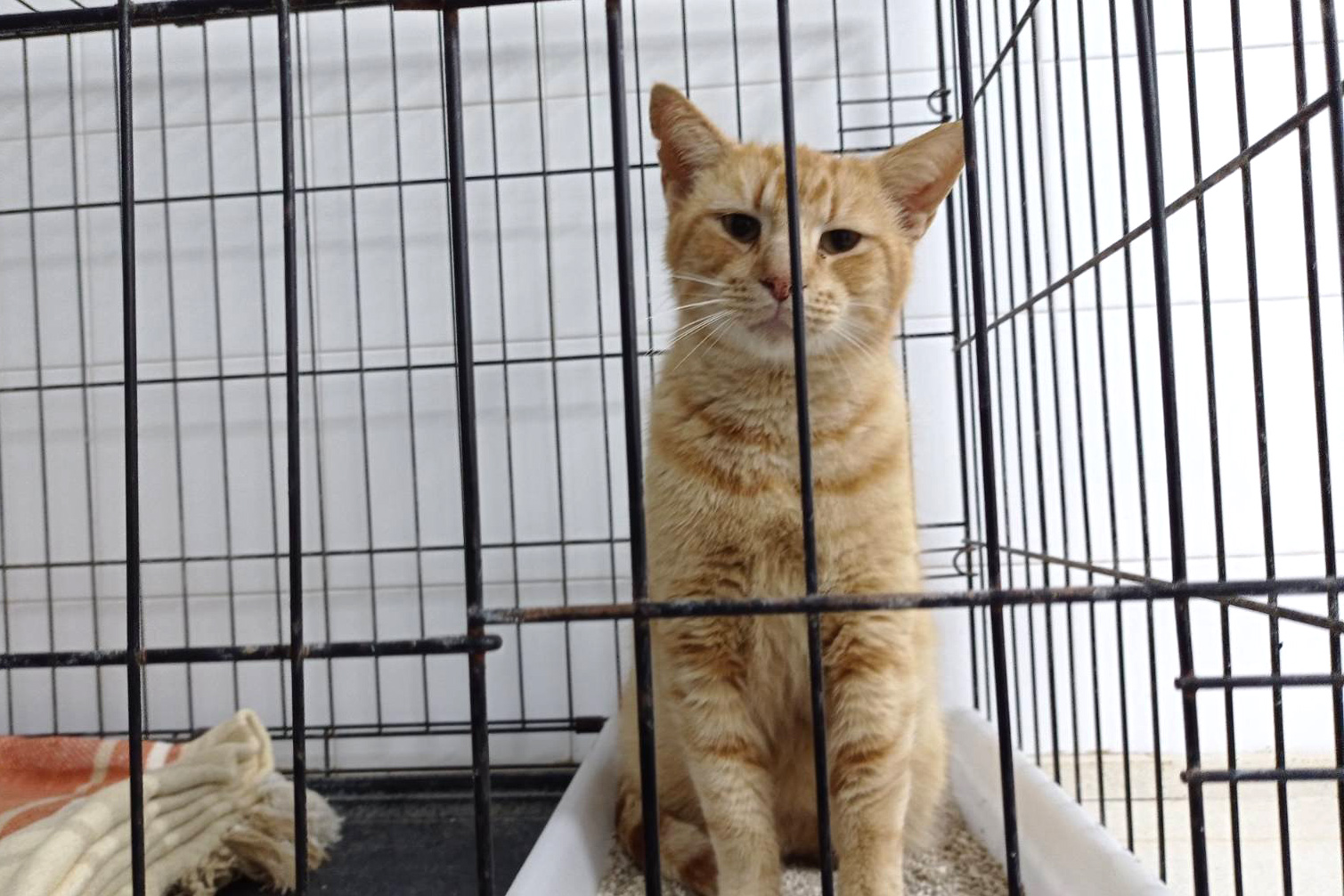 gato-ilias-1