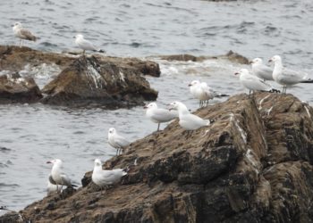 gaviotas-audouin-002