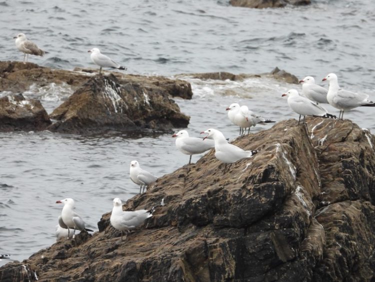 gaviotas-audouin-002