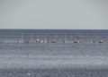 guardia-civil-red-marruecos-005