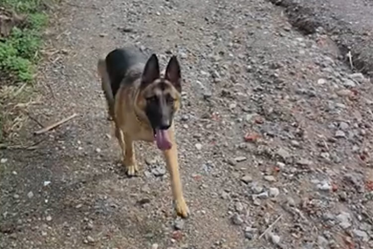 thor