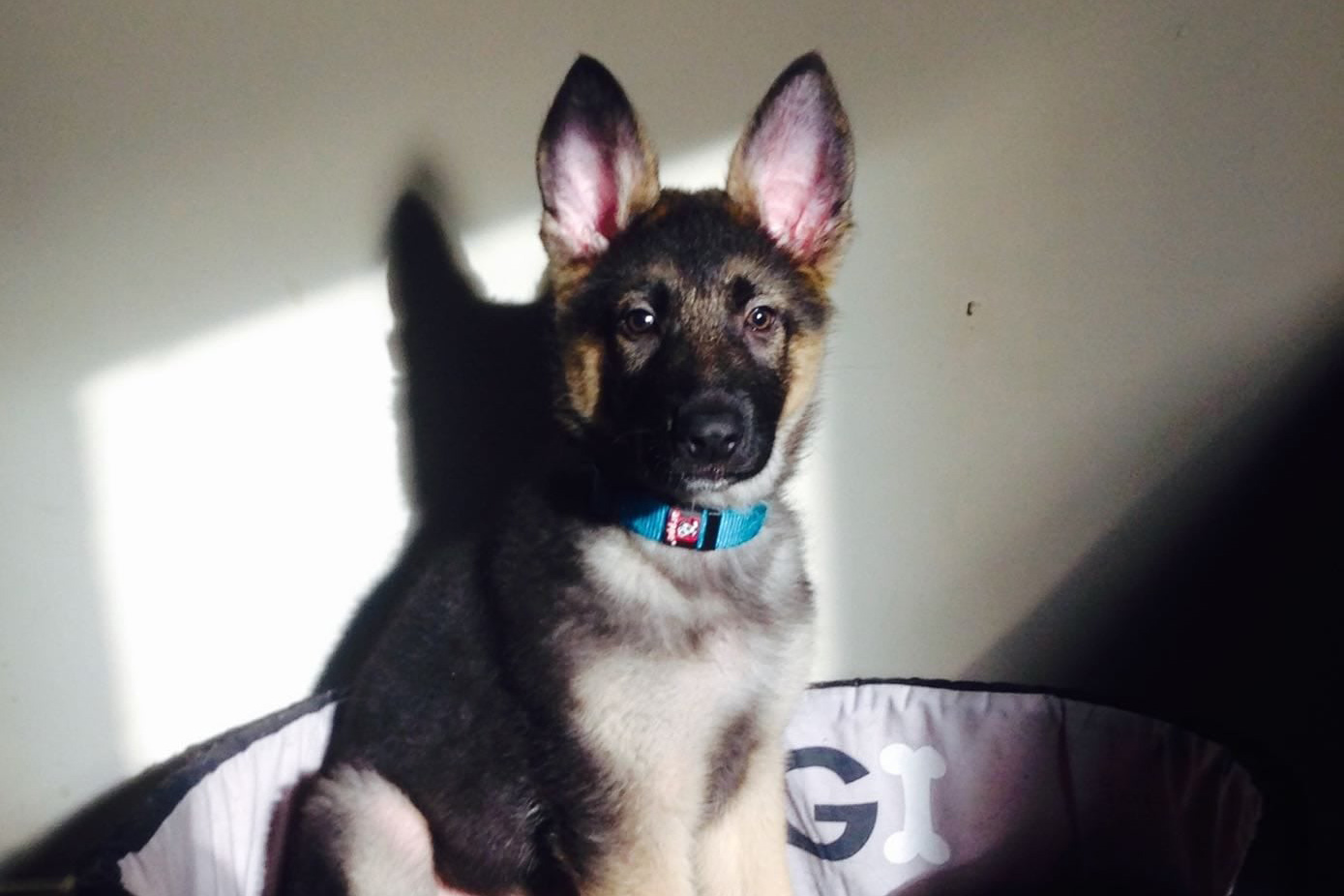 thor-cachorro