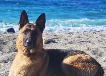 thor-perro-asesinado