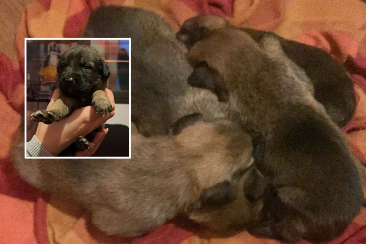 cachorros montaje