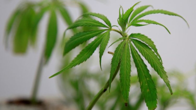 cannabis-hachis-marruecos