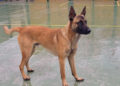 perro-perdido-tech-cortijo-moreno-2