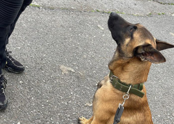 tech-perro-perdido-encontrado