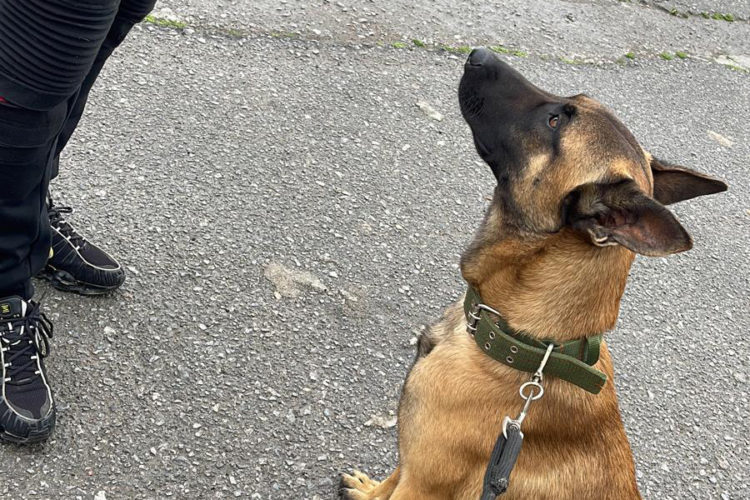 tech-perro-perdido-encontrado