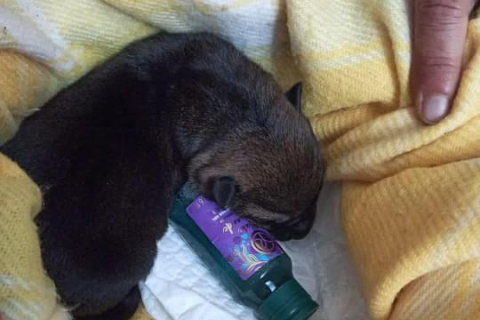 cachorro-muerto-1