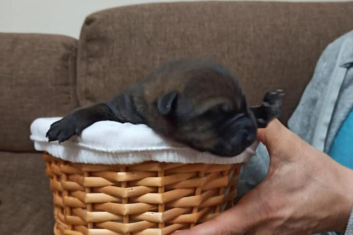 cachorro-muerto-2