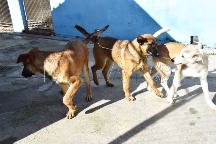 cachorros-adopcion-protectora-001