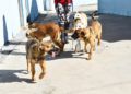 cachorros-adopcion-protectora-004