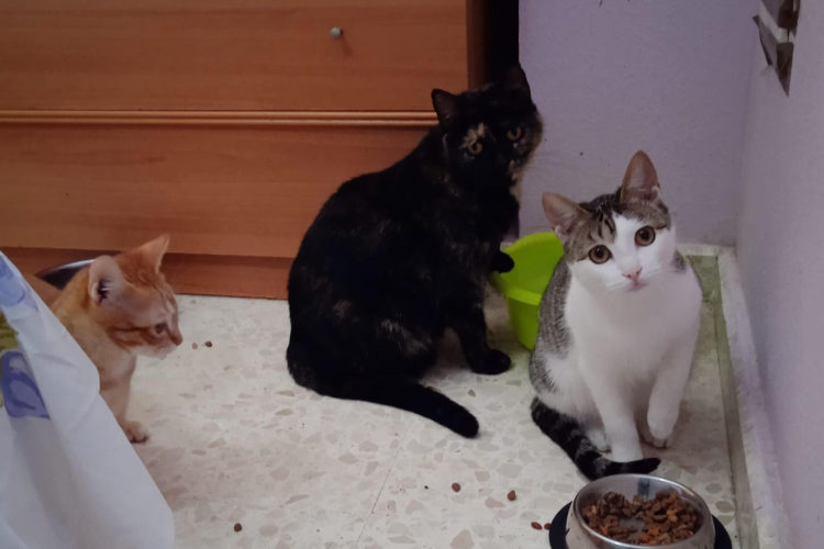 gatitos 1