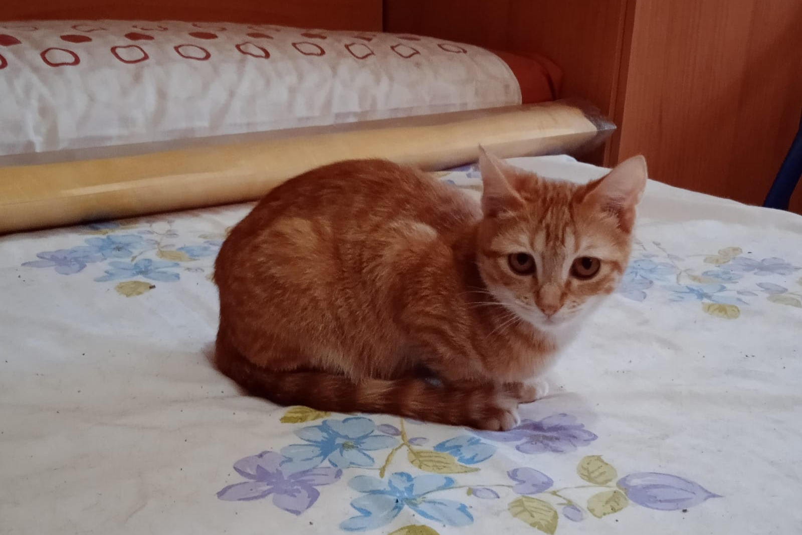 gatitos 3