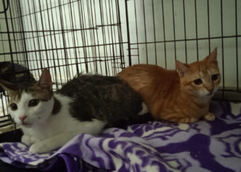 gatos (1)