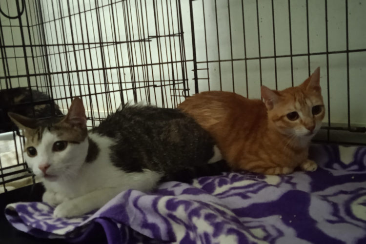 gatos (1)