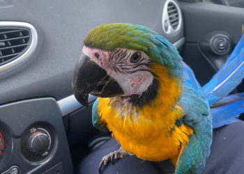 guacamayo