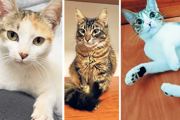 labor-animalista-voluntarios-donacat