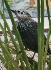pajaro-estornino