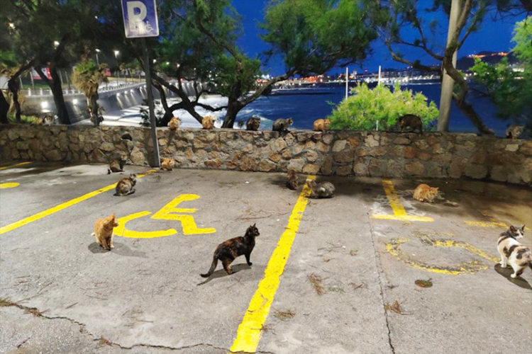 robo-gatos-chorrillo-001