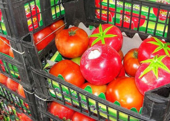 tomates-droga-marruecos