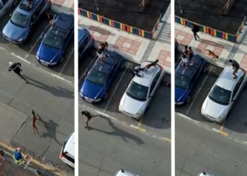 tripleta perro