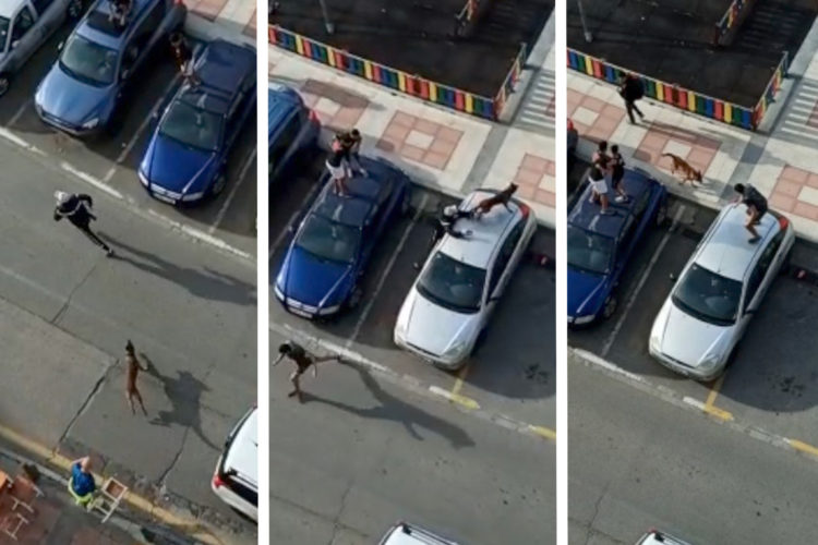 tripleta perro