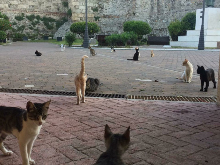 Gatos-callejeros-en-Ceuta-768x576