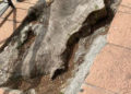arbol-cemento (6)