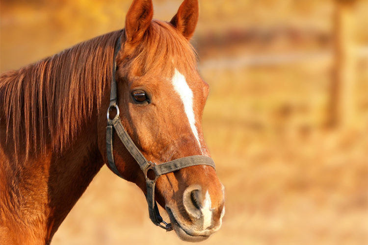 caballo