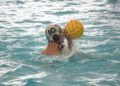 club-natacion-caballa-partido-molins-rei-006