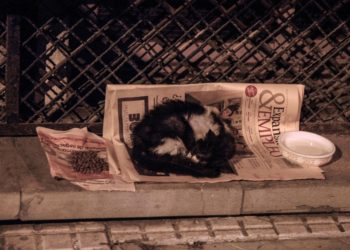 gato-callejero