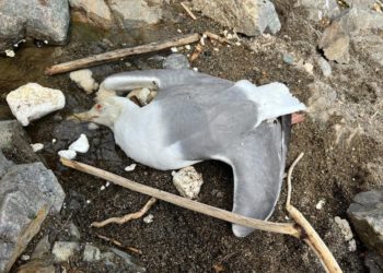 gaviotas-muertas1
