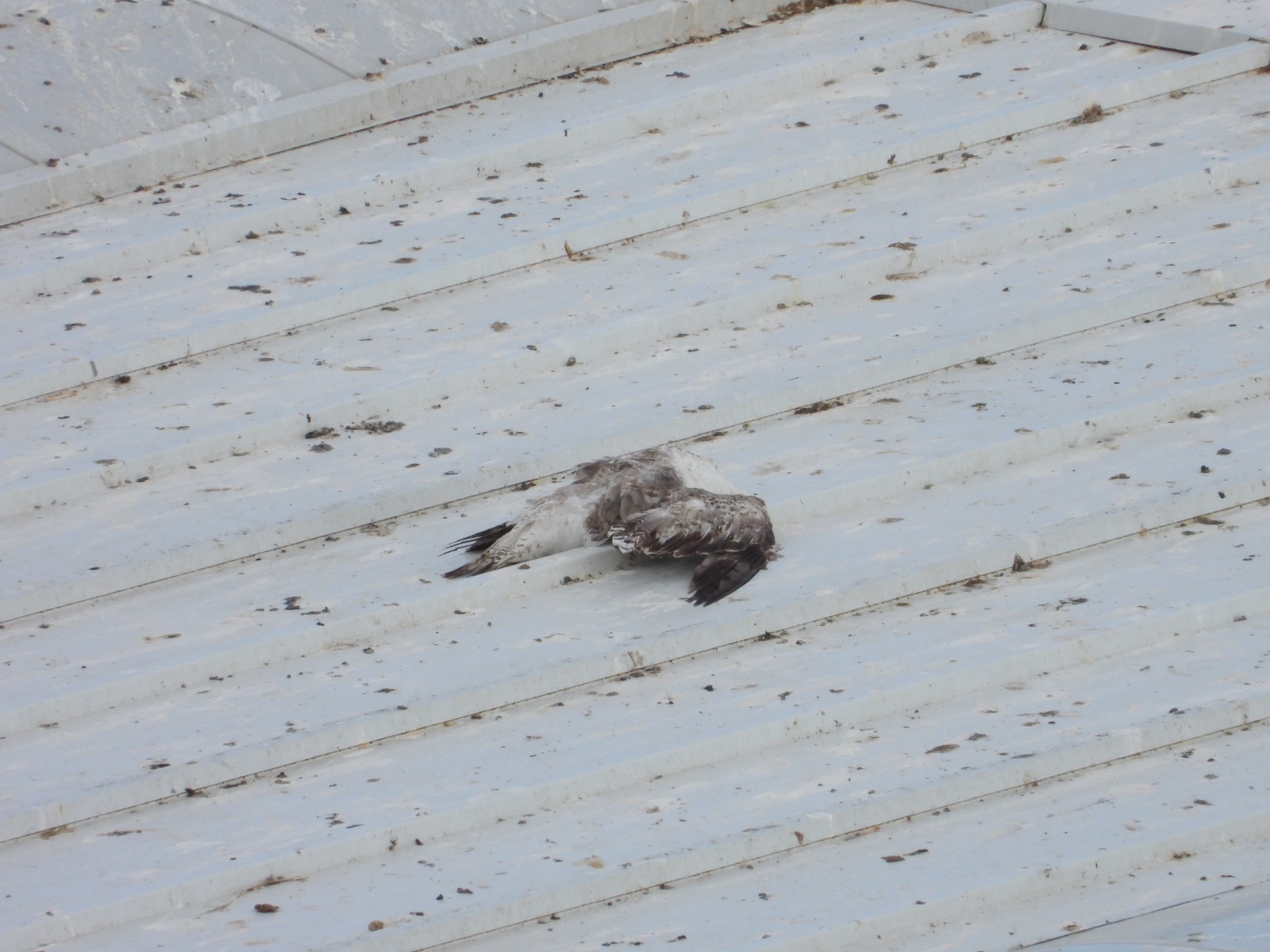 gaviotas-muertas2