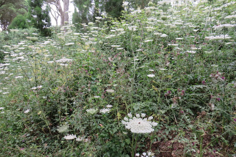 naturaleza-colaboracion-perez-rivera-004