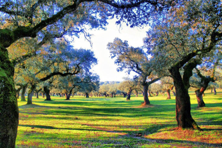 naturaleza-extremadura-001